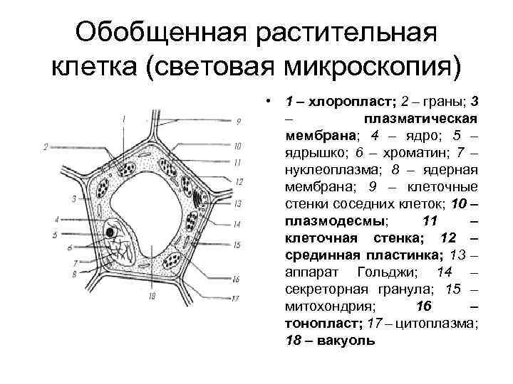 Обобщенная растительная клетка (световая микроскопия) • 1 – хлоропласт; 2 – граны; 3 –