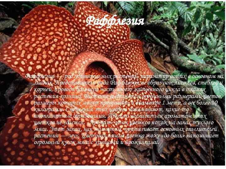  Раффлезия — род удивительных растений, паразитирующих в основном на лианах. Представители рода Раффлезия