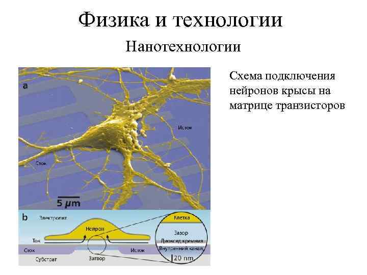 Физика и технологии Нанотехнологии Схема подключения нейронов крысы на матрице транзисторов 
