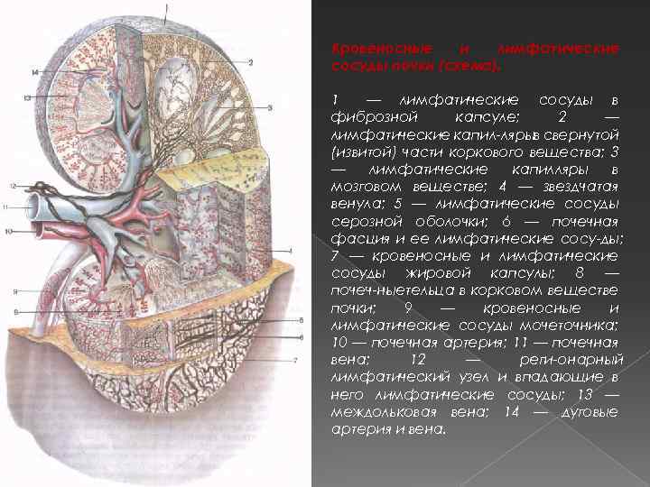 Кровеносные и лимфатические сосуды почки (схема). 1 — лимфатические сосуды в фиброзной капсуле; 2