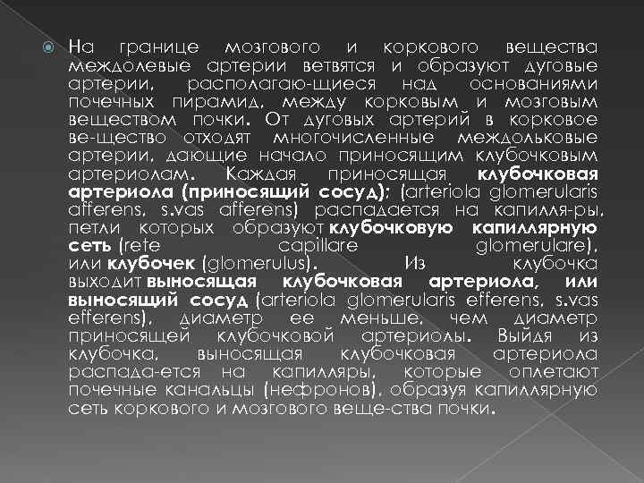  На границе мозгового и коркового вещества междолевые артерии ветвятся и образуют дуговые артерии,