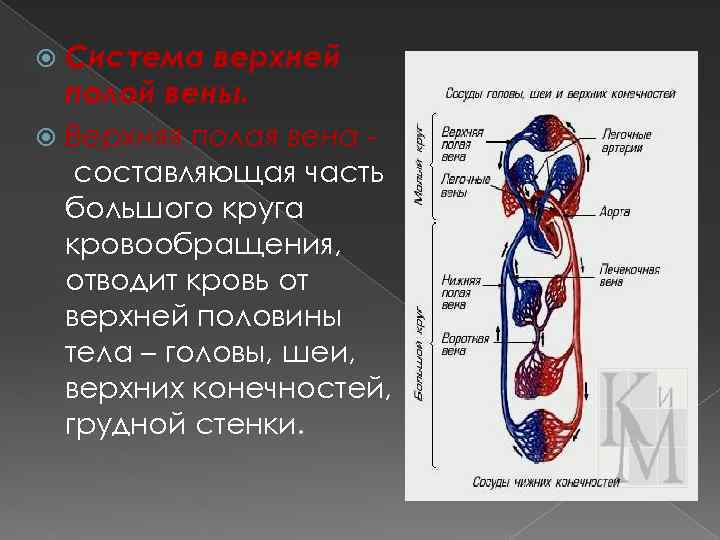 Система верхней полой вены. Верхняя полая вена составляющая часть большого круга кровообращения, отводит кровь