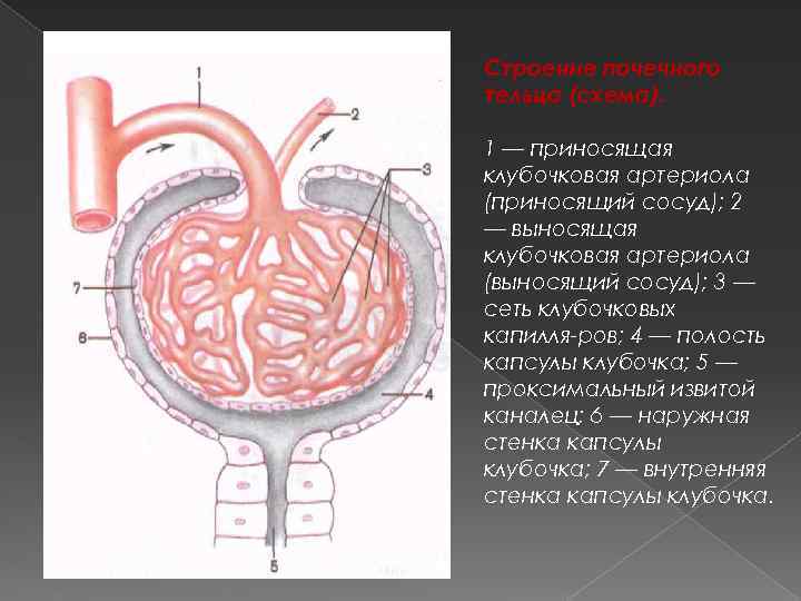 Строение почечного тельца (схема). 1 — приносящая клубочковая артериола (приносящий сосуд); 2 — выносящая