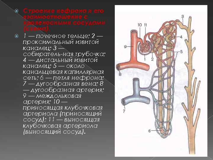 Строение нефрона и его взаимоотношение с кровеносными сосудами (схема). 1 — почечное тельце; 2