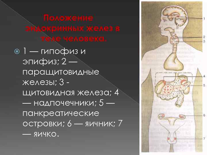 Положение эндокринных желез в теле человека. 1 — гипофиз и эпифиз; 2 — паращитовидные