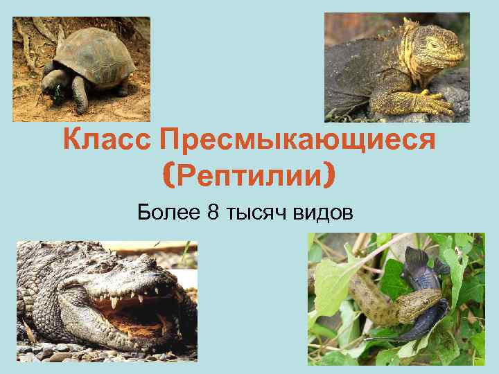 Класс Пресмыкающиеся (Рептилии) Более 8 тысяч видов 