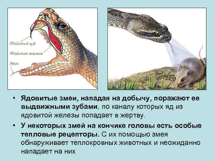  • Ядовитые змеи, нападая на добычу, поражают ее выдвижными зубами, по каналу которых