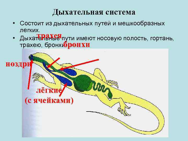 Перья у рептилий. Органы дыхания рептилий. Дыхательная система пресмыкающихся. Класс пресмыкающиеся дыхательная система система. Пищеварительная система рептилий функции.