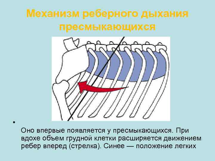 Механизм реберного дыхания пресмыкающихся • Оно впервые появляется у пресмыкающихся. При вдохе объем грудной