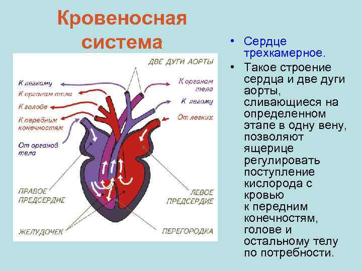 Кровеносная система • Сердце трехкамерное. • Такое строение сердца и две дуги аорты, сливающиеся