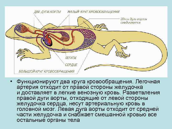  • Функционируют два круга кровообращения. Легочная артерия отходит от правой стороны желудочка и