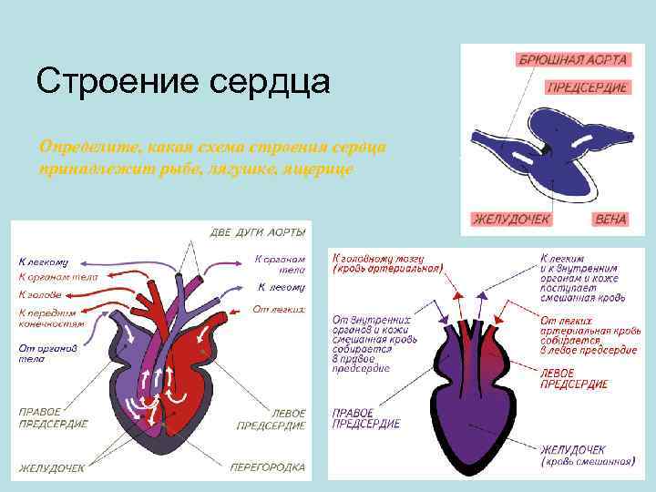 Строение сердца Определите, какая схема строения сердца принадлежит рыбе, лягушке, ящерице 