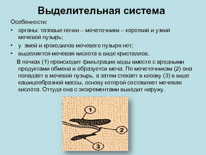 Выделительная система Особенности: • органы: тазовые почки – мочеточники – короткий и узкий мочевой