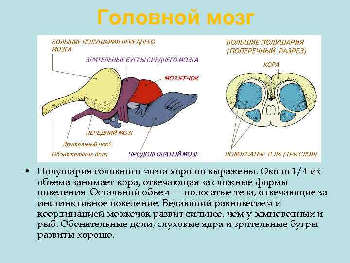 Головной мозг • Полушария головного мозга хорошо выражены. Около 1/4 их объема занимает кора,