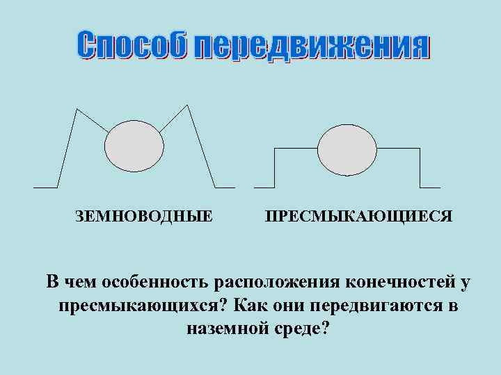 ЗЕМНОВОДНЫЕ ПРЕСМЫКАЮЩИЕСЯ В чем особенность расположения конечностей у пресмыкающихся? Как они передвигаются в наземной