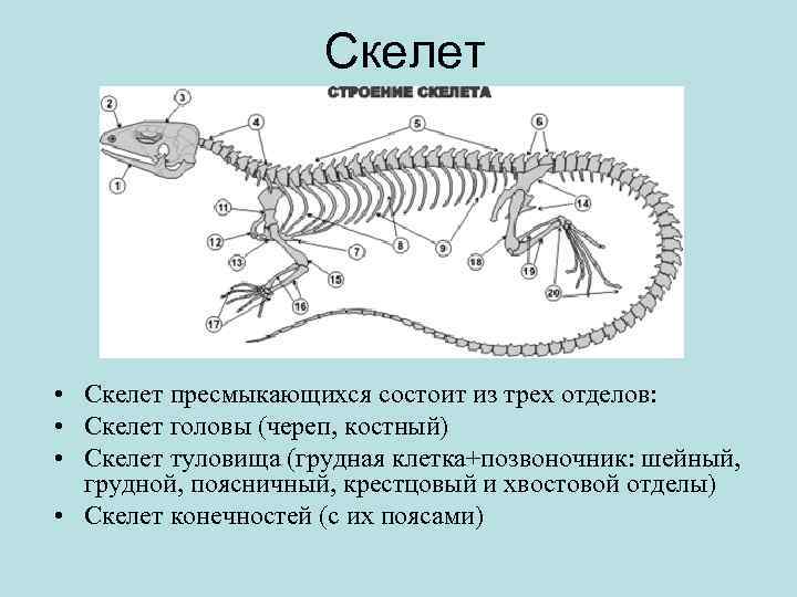 Скелет • Скелет пресмыкающихся состоит из трех отделов: • Скелет головы (череп, костный) •