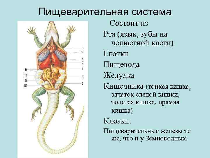 Пищеварительная система Состоит из Рта (язык, зубы на челюстной кости) Глотки Пищевода Желудка Кишечника