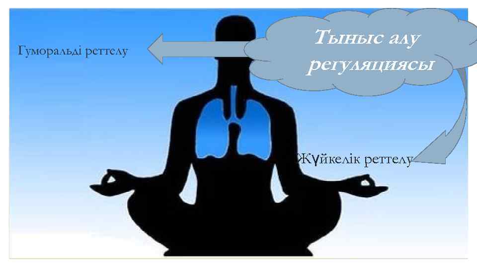 Тыныс алу регуляциясы Жүйкелік реттелу 