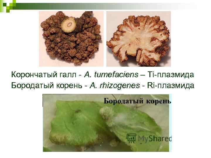 Корончатый галл - A. tumefaciens – Ti-плазмида Бородатый корень - A. rhizogenes - Ri-плазмида