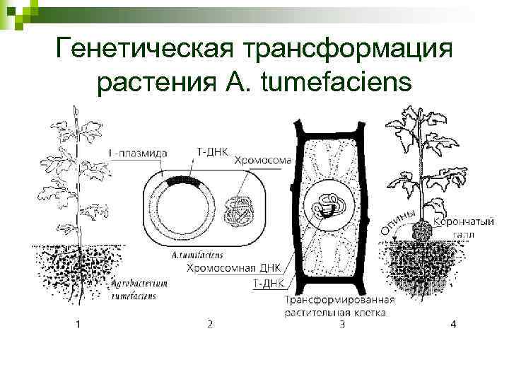 Генетическая трансформация растения A. tumefaciens 