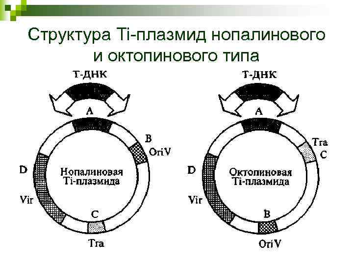Структура Тi-плазмид нопалинового и октопинового типа 