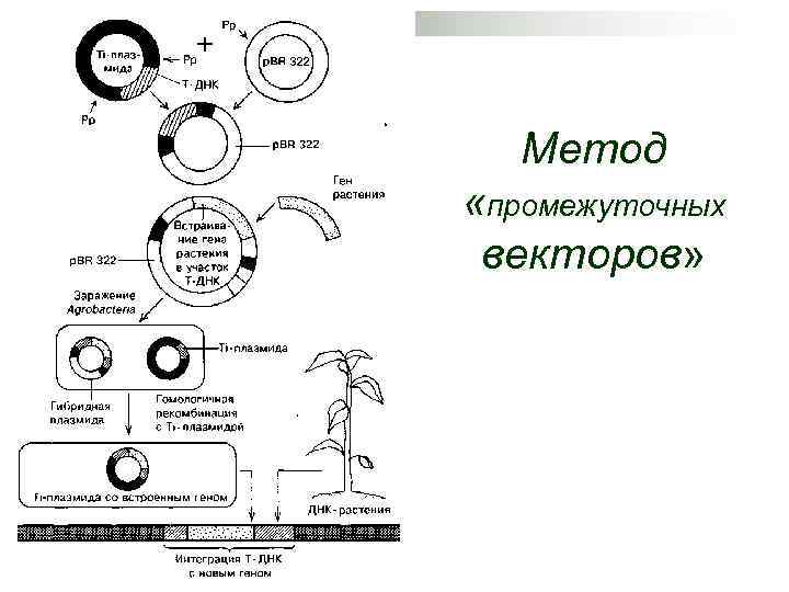Метод «промежуточных векторов» 