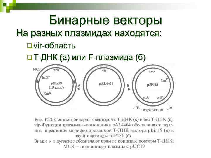 Бинарные векторы На разных плазмидах находятся: q vir-область q Т-ДНК (а) или F-плазмида (б)