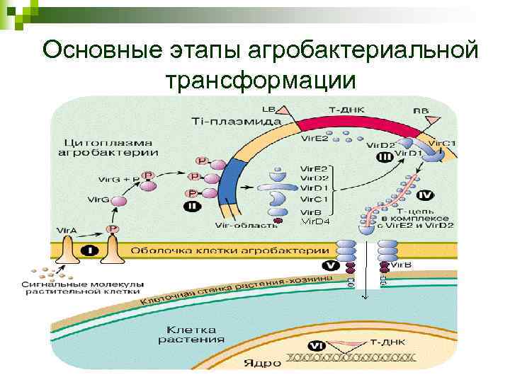 Основные этапы агробактериальной трансформации 