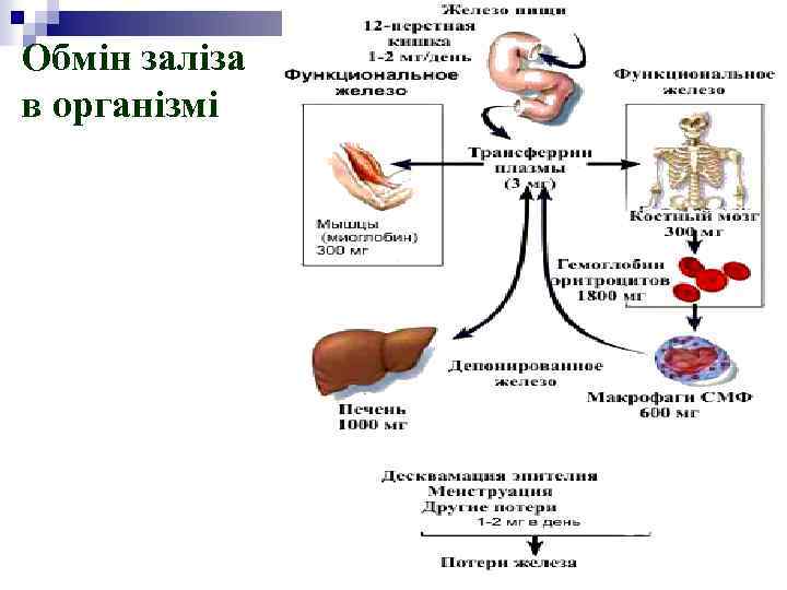 Обмін заліза в організмі 