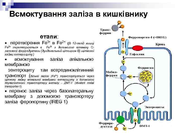 Всмоктування заліза в кишківнику етапи: · перетворення Fe 3+ в Fe 2+ (В 12