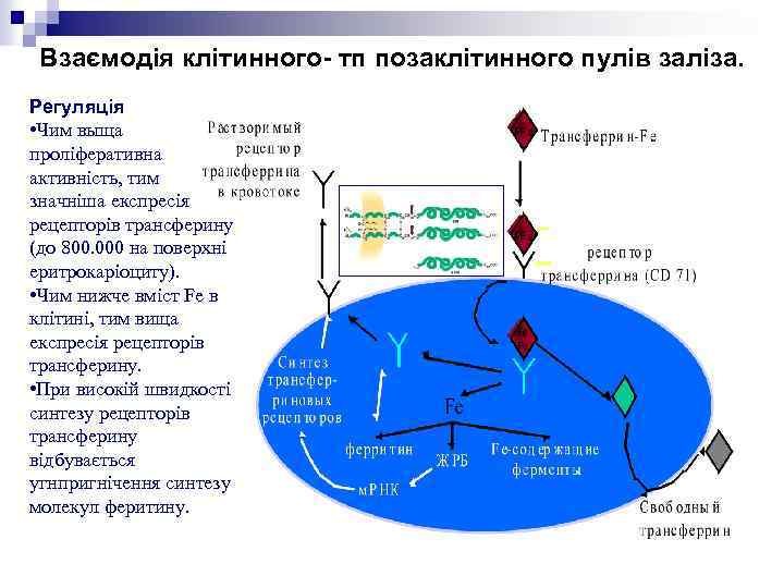 Взаємодія клітинного- тп позаклітинного пулів заліза. Регуляція • Чим выща проліферативна активність, тим значніша