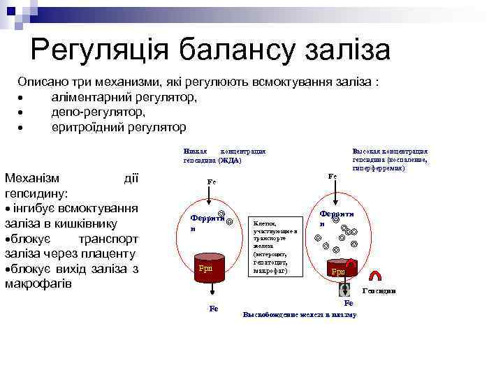 Регуляція балансу заліза Описано три механизми, які регулюють всмоктування заліза : · аліментарний регулятор,