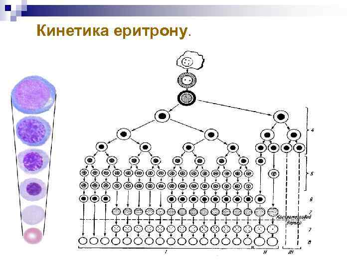 Кинетика еритрону. 