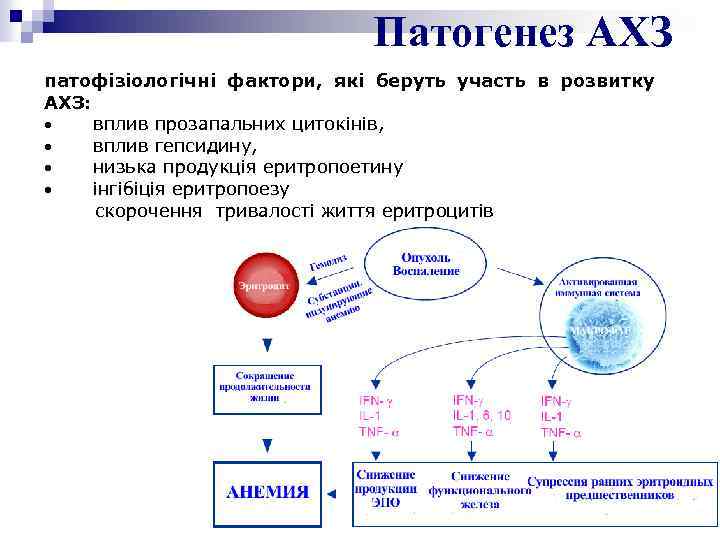 Патогенез АХЗ патофізіологічні фактори, які беруть участь в розвитку АХЗ: · вплив прозапальних цитокінів,