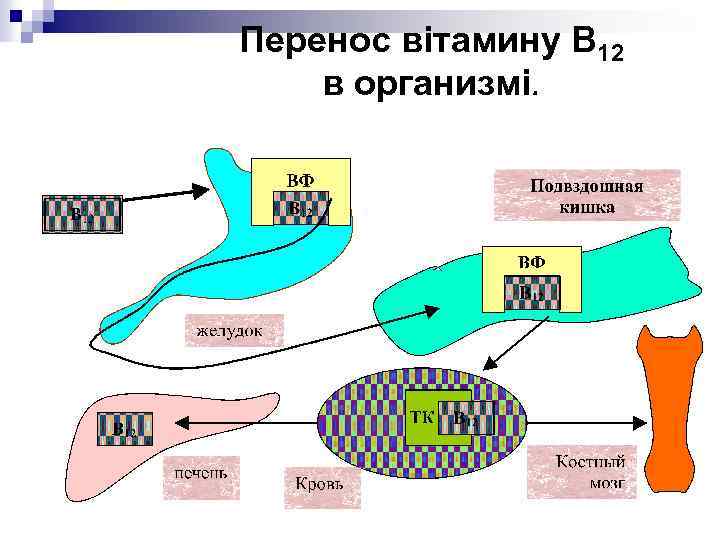 Перенос вітамину В 12 в организмі. 