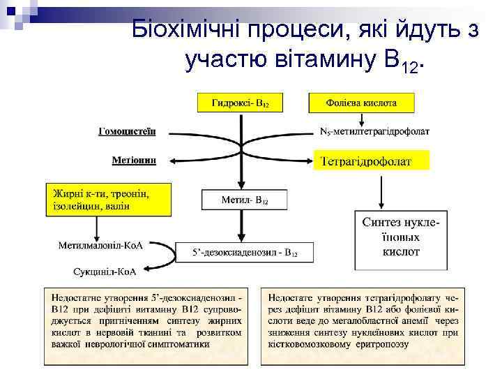 Біохімічні процеси, які йдуть з участю вітамину В 12. 