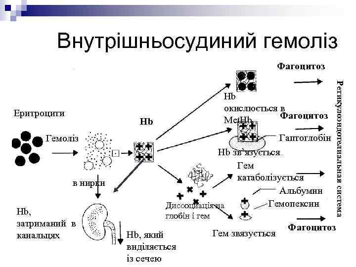 Внутрішньосудиний гемоліз Фагоцитоз Hb Гемоліз в нирки Hb, затриманий в канальцях Гаптоглобін Hb зв’язується.