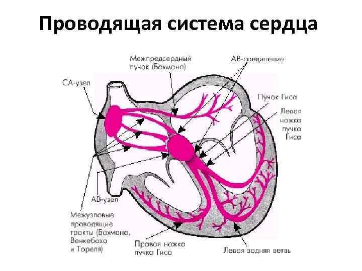 Схема расположения электродов экг