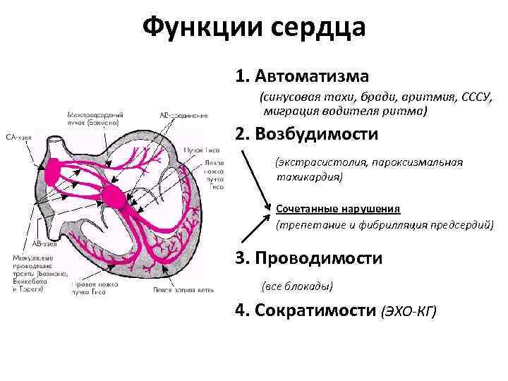 Проводимость сердца схема