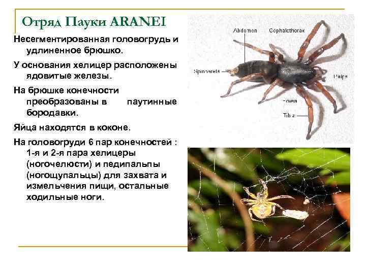 Отряд Пауки ARANEI Несегментированная головогрудь и удлиненное брюшко. У основания хелицер расположены ядовитые железы.