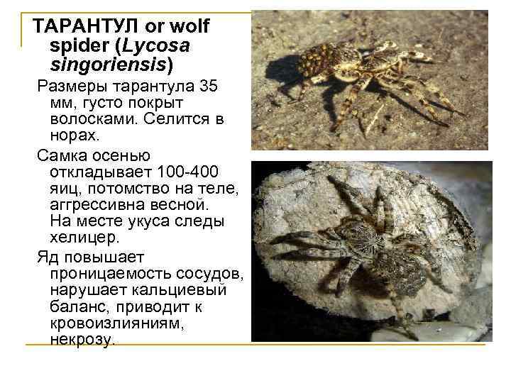 TAРAНTУЛ or wolf spider (Lycosa singoriensis) Размеры тарантула 35 мм, густо покрыт волосками. Селится