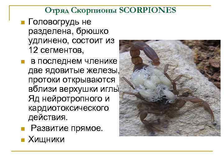  Отряд Скорпионы SCORPIONES Головогрудь не разделена, брюшко удлинено, состоит из 12 сегментов, в