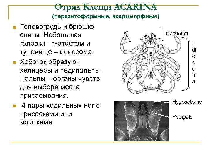 Отряд Клещи ACARINA (паразитоформные, акариморфные) Головогрудь и брюшко слиты. Небольшая головка - гнатостом и