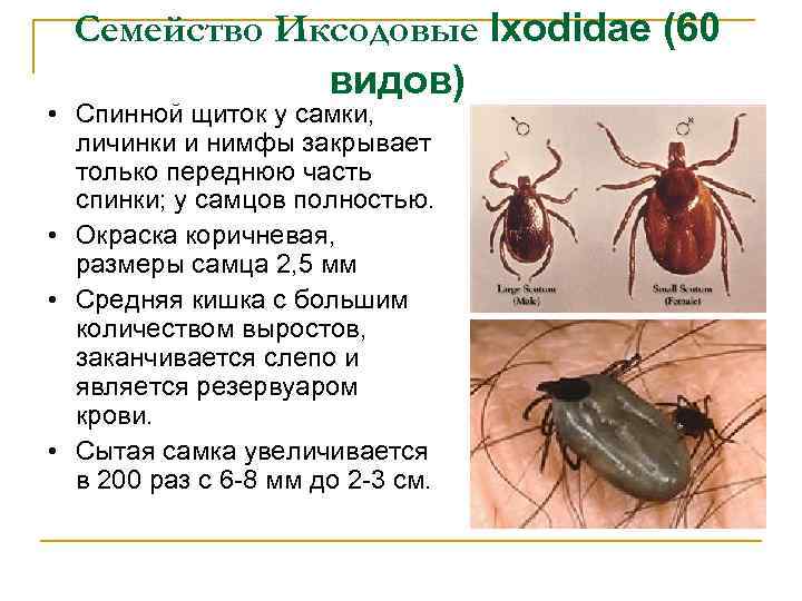 Семейство Иксодовые Ixodidae (60 видов) • Спинной щиток у самки, личинки и нимфы закрывает