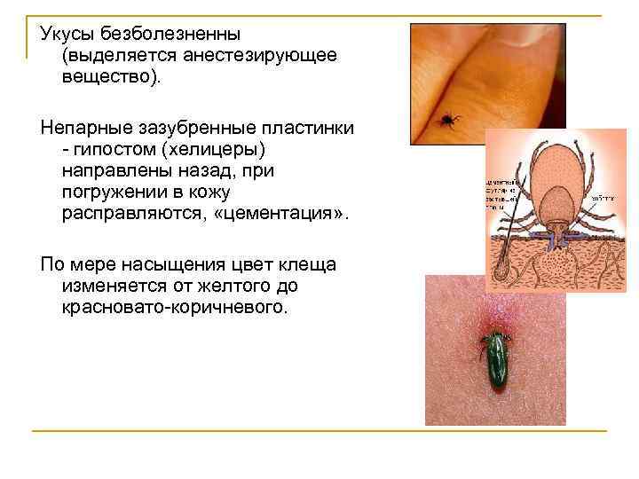 Укусы безболезненны (выделяется анестезирующее вещество). Непарные зазубренные пластинки - гипостом (хелицеры) направлены назад, при