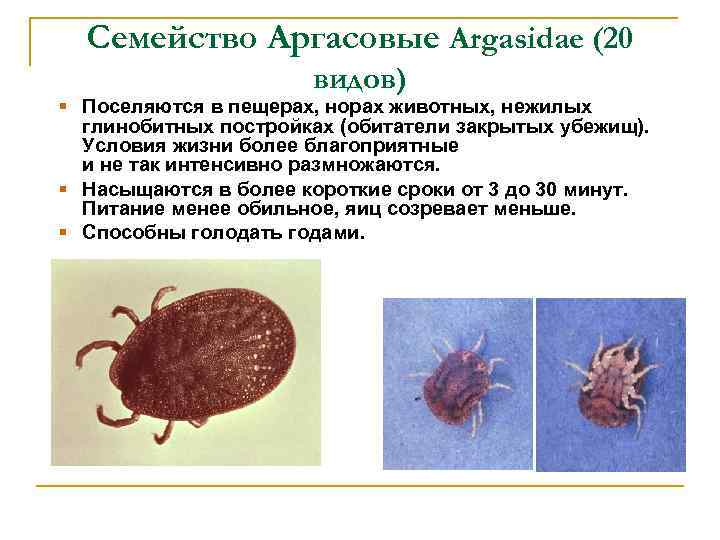 Семейство Аргасовые Argasidae (20 видов) Поселяются в пещерах, норах животных, нежилых глинобитных постройках (обитатели