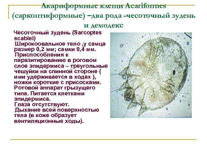 Акариформные клещи Acariformes (саркоптиформные) –два рода -чесоточный зудень и демодекс Чесоточный зудень (Sarcoptes scabiei)