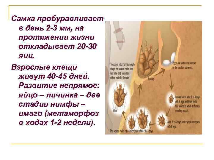 Самка пробуравливает в день 2 -3 мм, на протяжении жизни откладывает 20 -30 яиц.