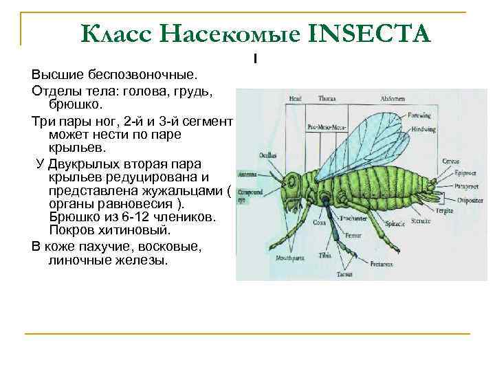 Класс Насекомые INSECTA I Высшие беспозвоночные. Отделы тела: голова, грудь, брюшко. Три пары ног,