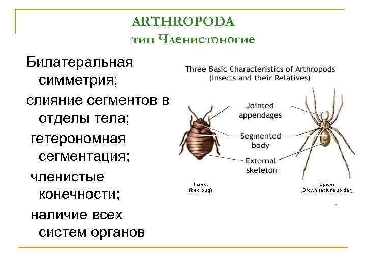 Симметрия членистоногих. Гетерономная сегментация тела членистоногих. Тип симметрии членистоногих. Билатеральная симметрия у членистоногих. Тип Членистоногие симметрия тела.